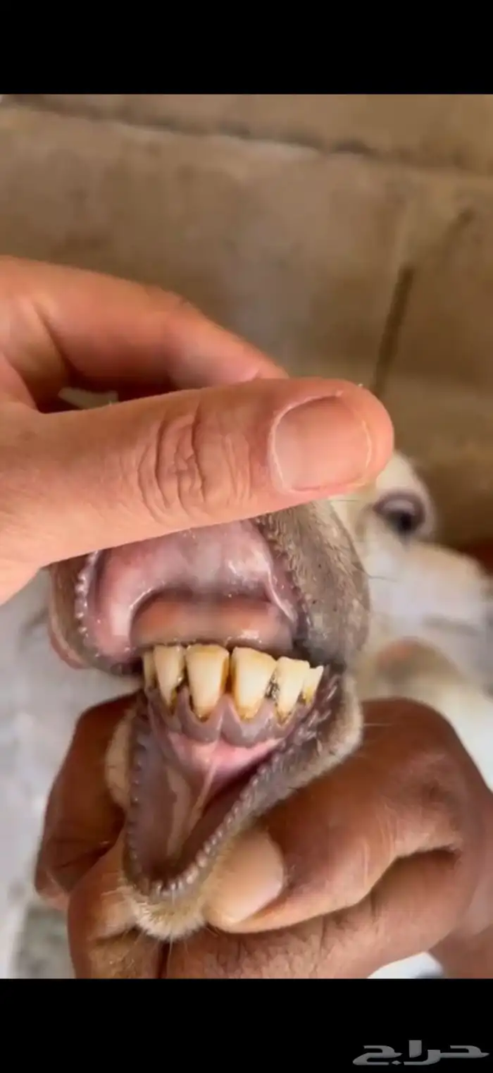 شاة معة رخل 0