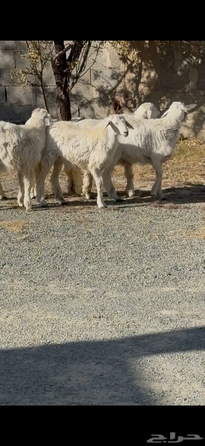 2 من الطليان وثنتين من الرخال 1
