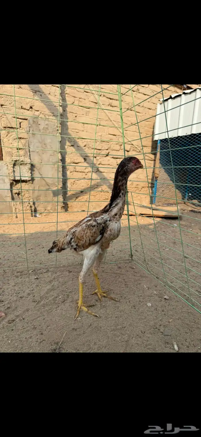 دجاجه شامو يباني 5