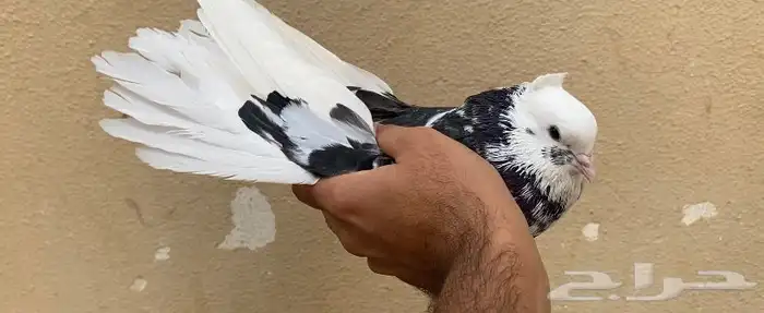 حمام قطايف 9