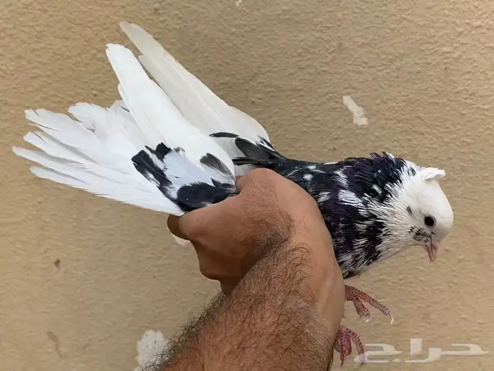 حمام قطايف 8