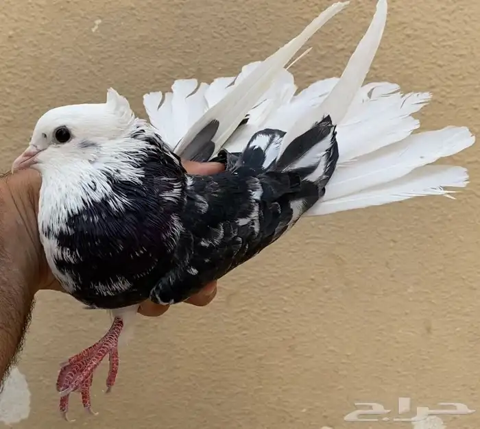 حمام قطايف 10