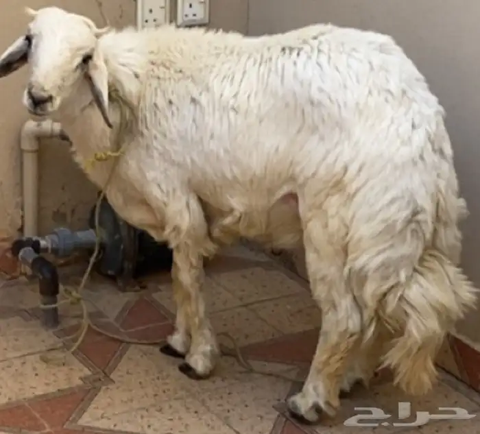 خروف كفو للبيع 1