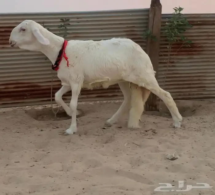 رخل درمانيه خصم 0