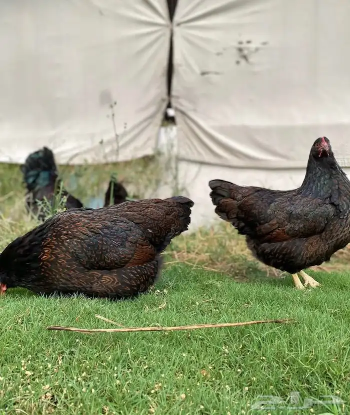 دجاج بارنفيلدر الهولندي 1