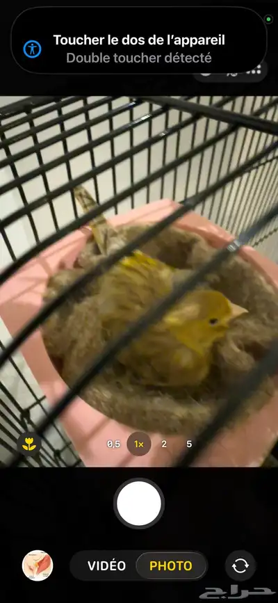 كناري أنثى index