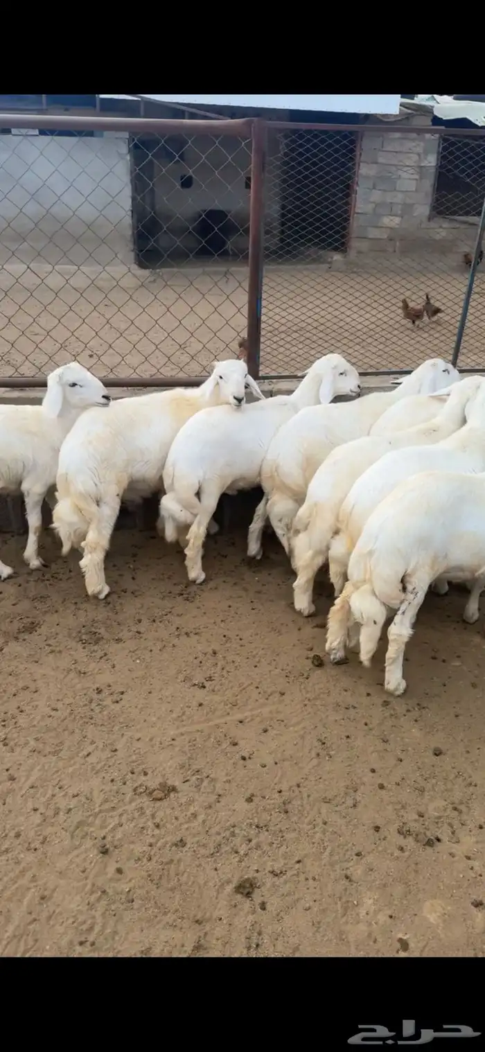 تسعه خرفان سمان ونظاف ومشروطه عمر اربعه شهور 0