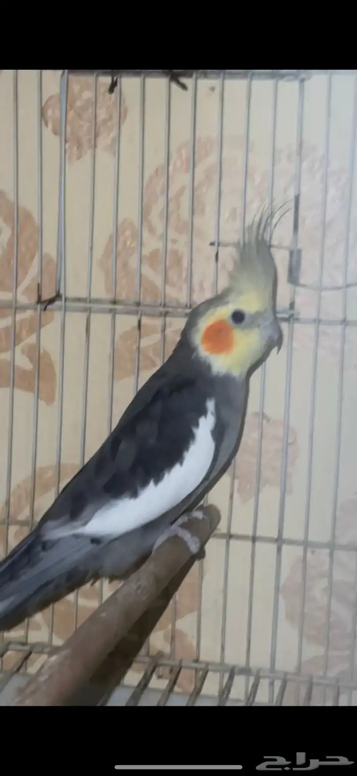 ذكور كيروان منتج شرط 1