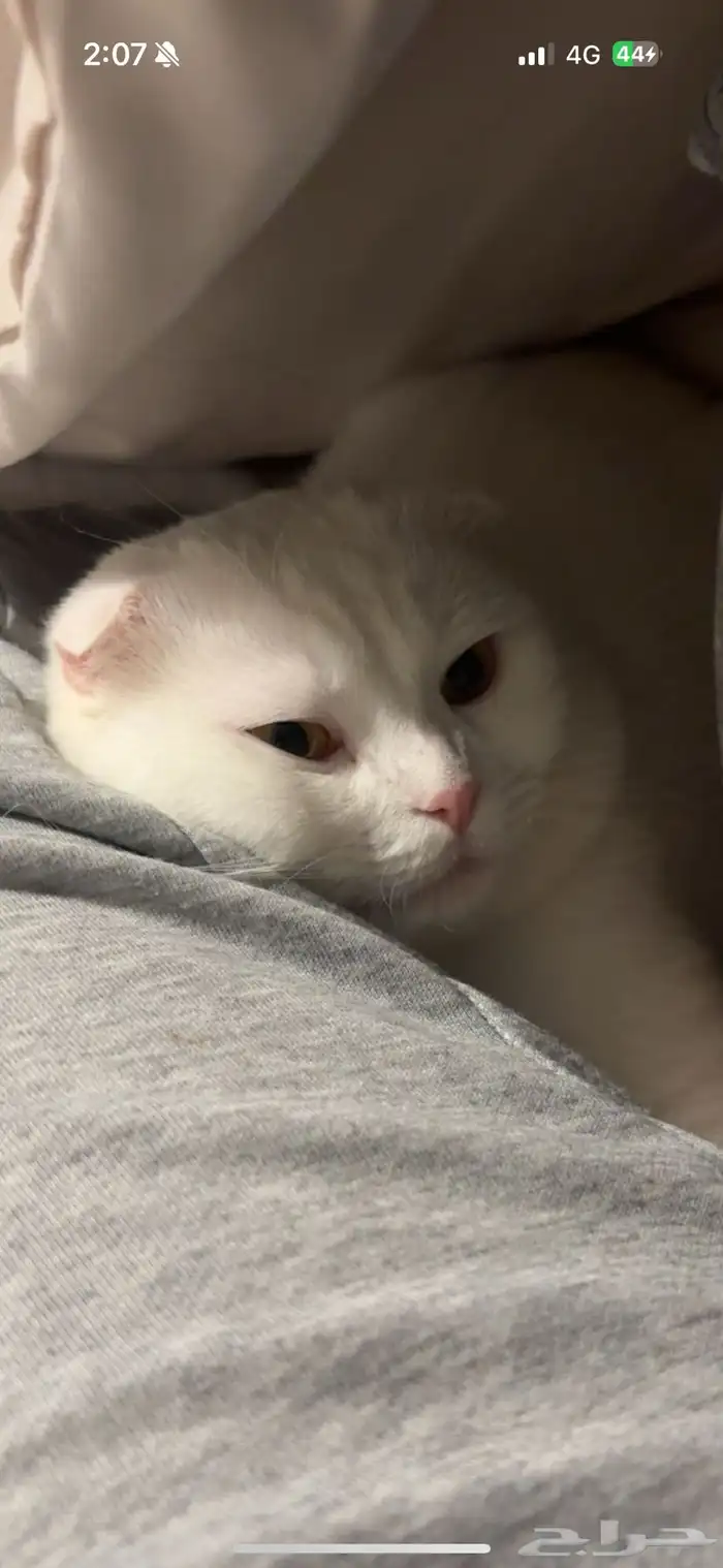 ذكر سكوتش فولد تزاوج 2