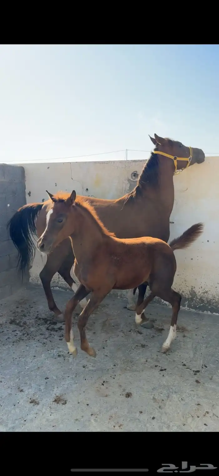 مهره تنافس الواهو ( شعبية ) 4