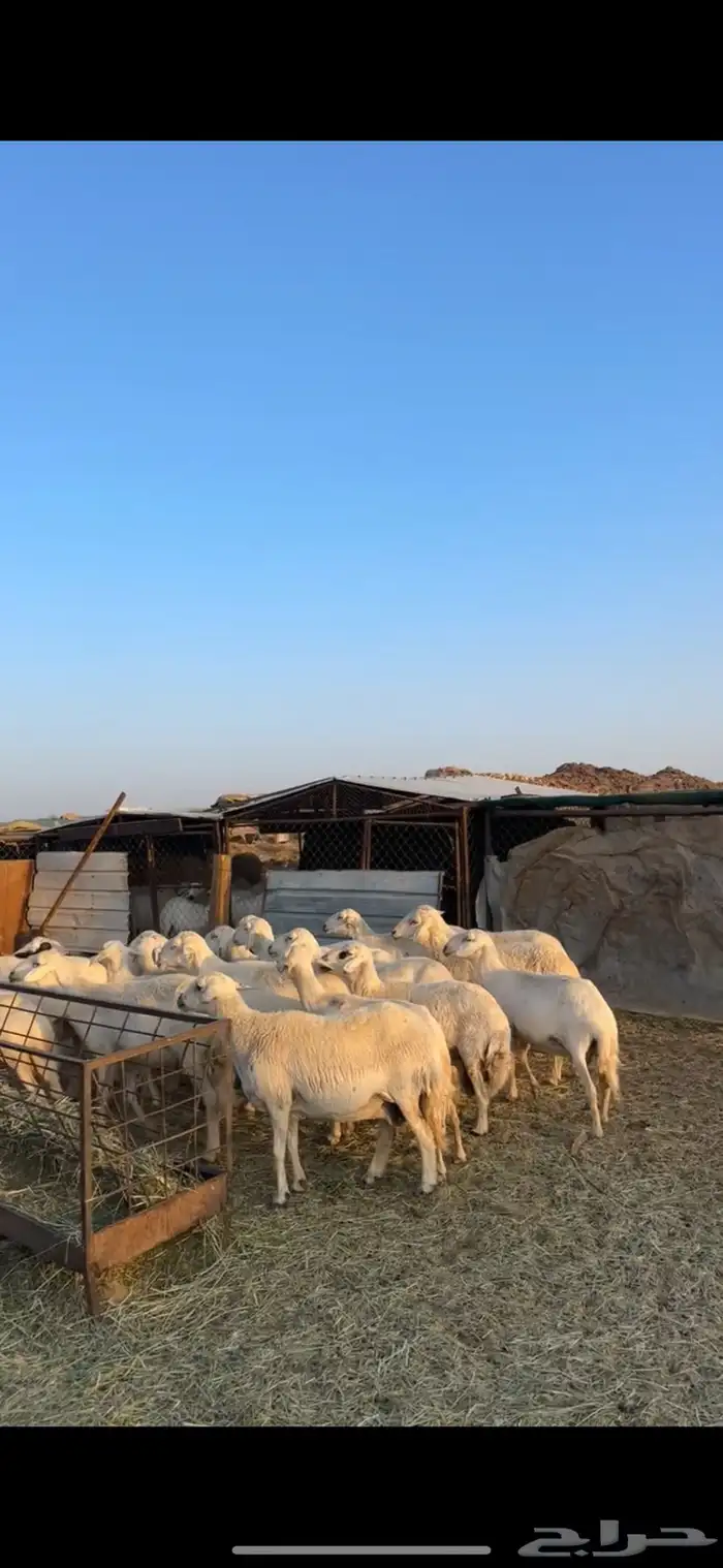 غنم مراح دفيع مشروطه 0