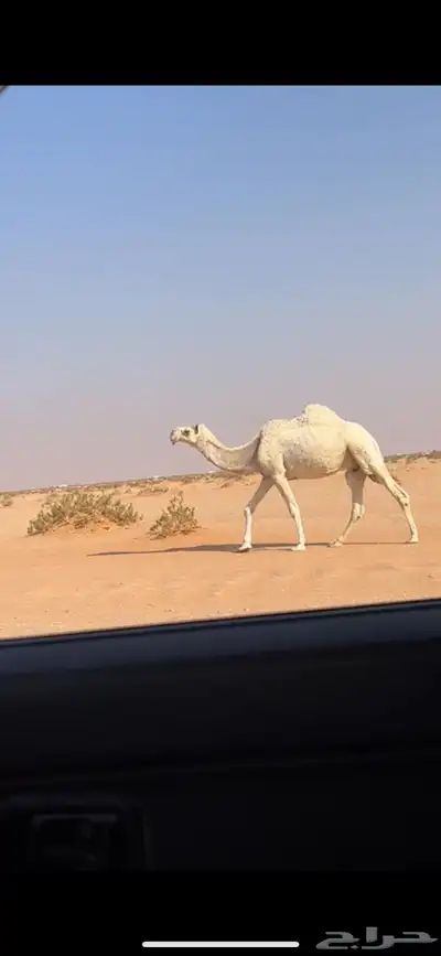 ضروبه وضحا 0