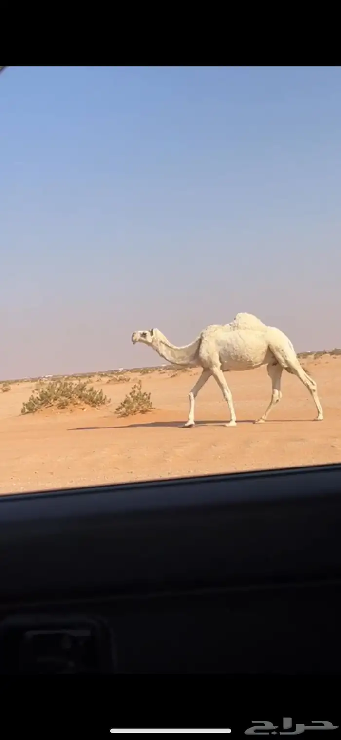 ضروبه وضحا 0