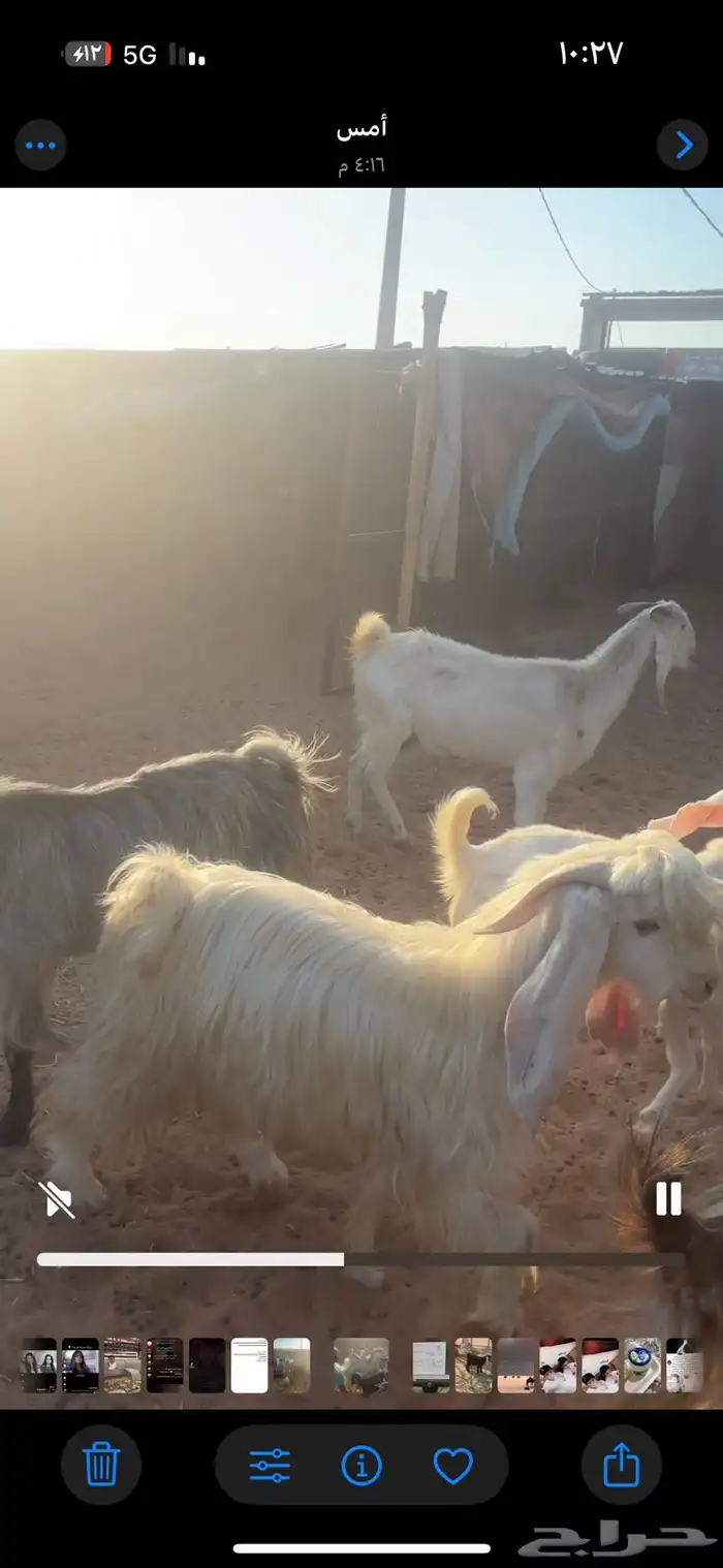 معزا للبيع 3