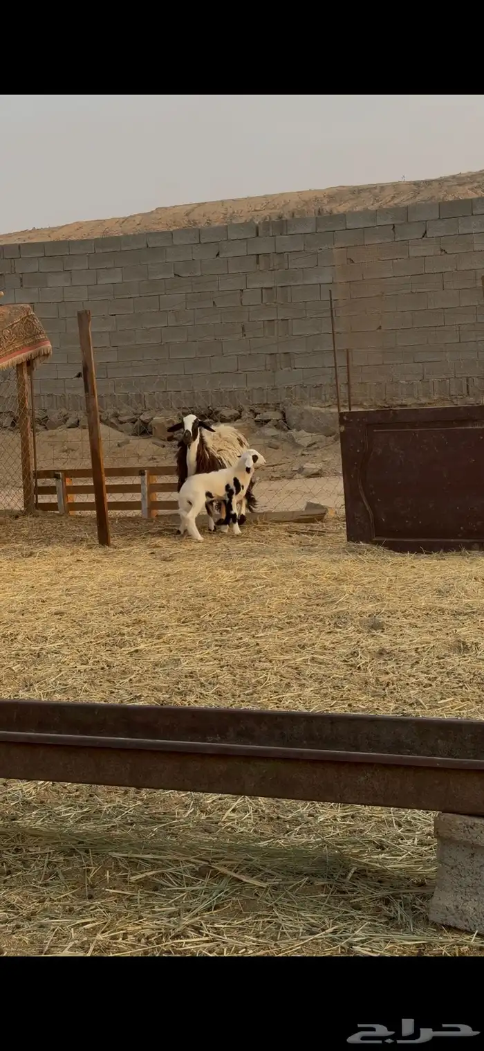 اعرض لكم رخل ثنيه تحتها طلي فاخره الرخل 5