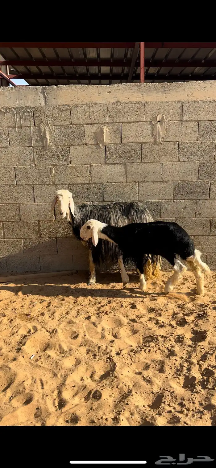 نجدية صنف والد (( تم البيييع)) 1