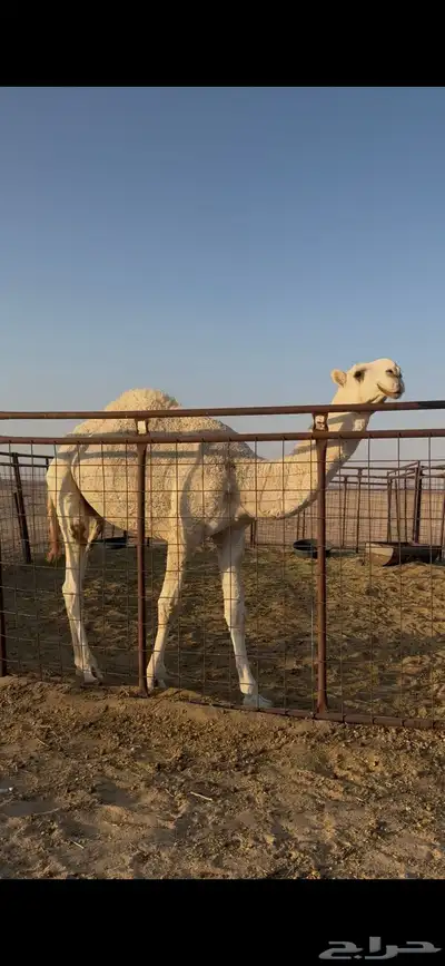 للبيع قعود رماني 0