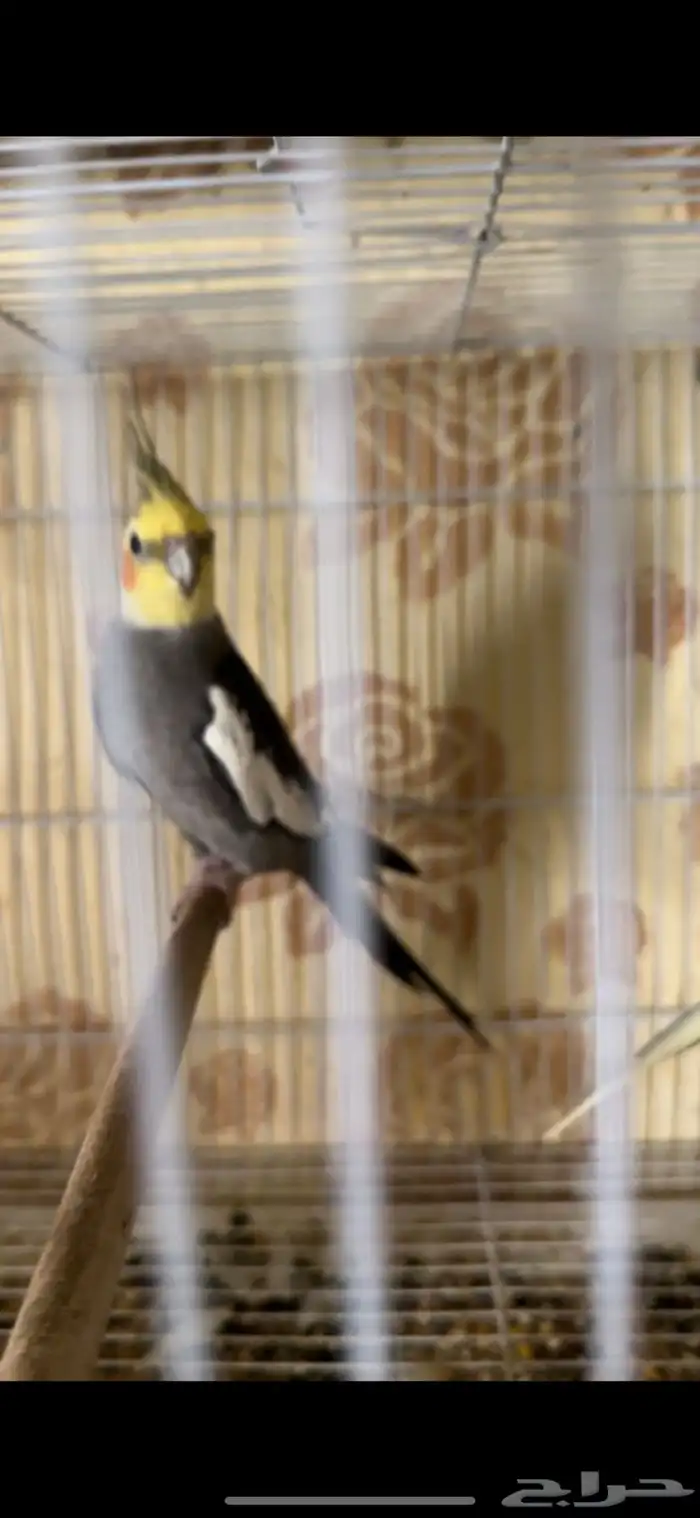 ذكور كيروان منتج شرط 5