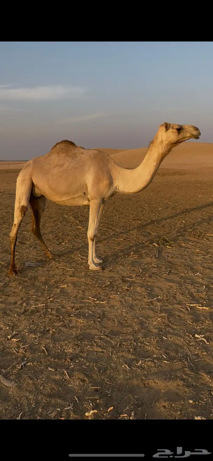 عشرا عمانيه 3