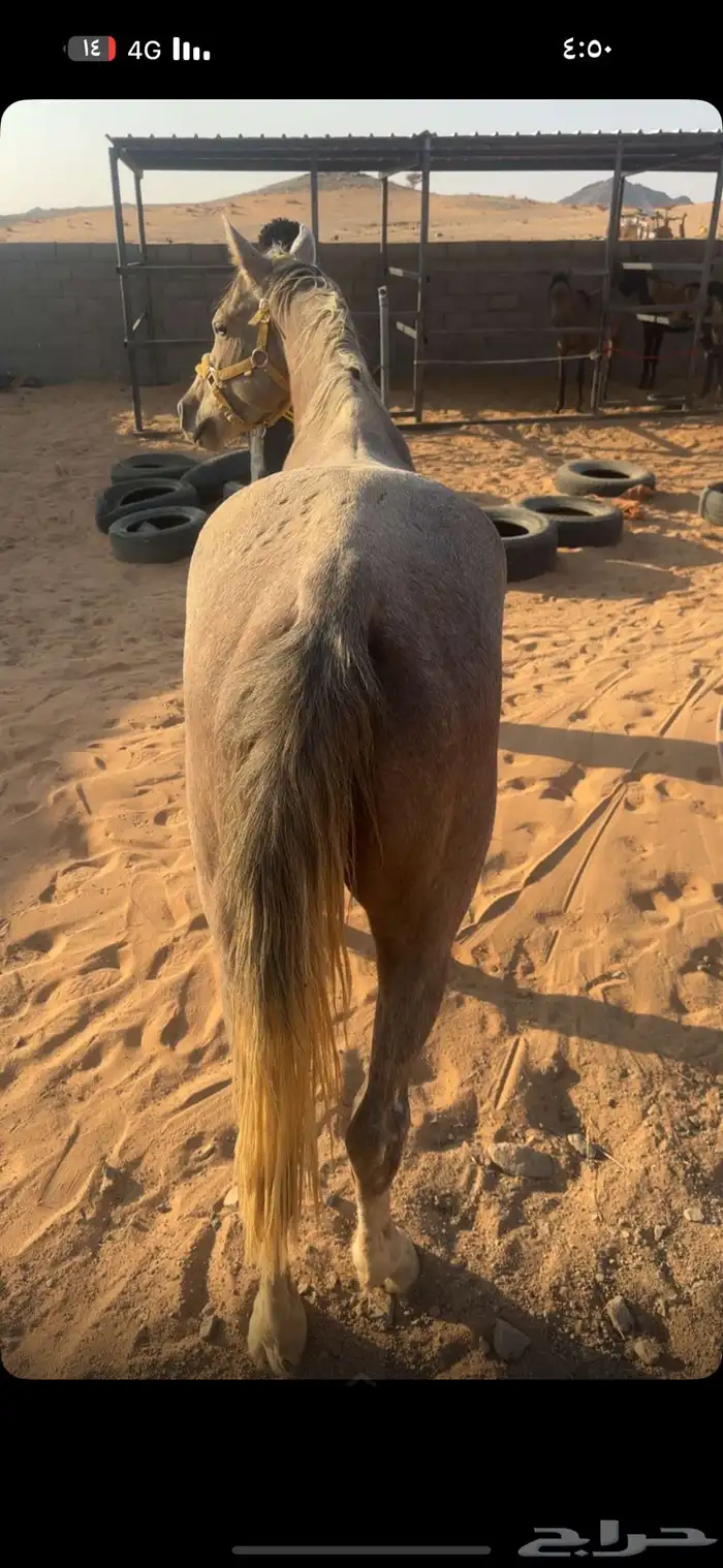 حصان شعبي توه دخل ثلاثة سليم من كل شيء 1