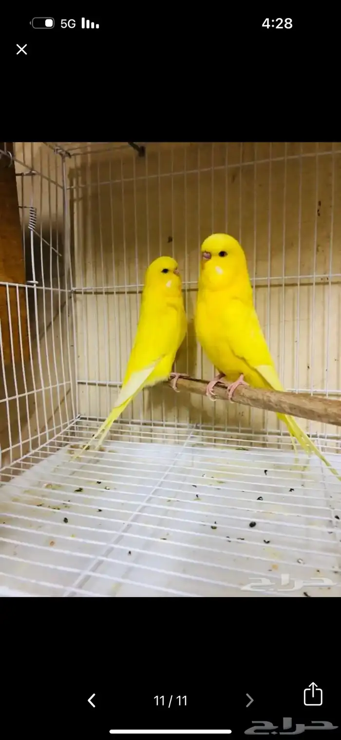 الجله وتبراك طريق النطاش 2