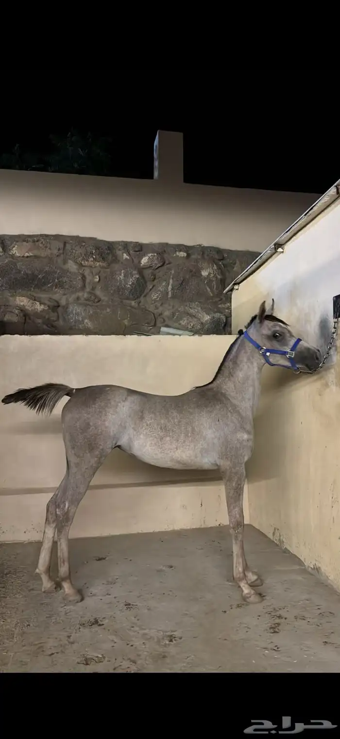 مهره مصريه بيور 1