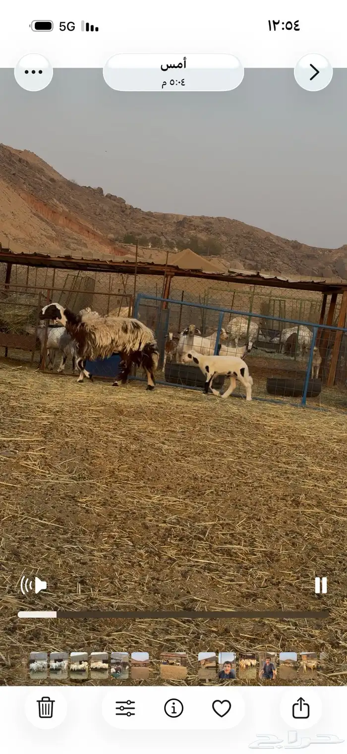 اعرض لكم رخل ثنيه تحتها طلي فاخره الرخل 4