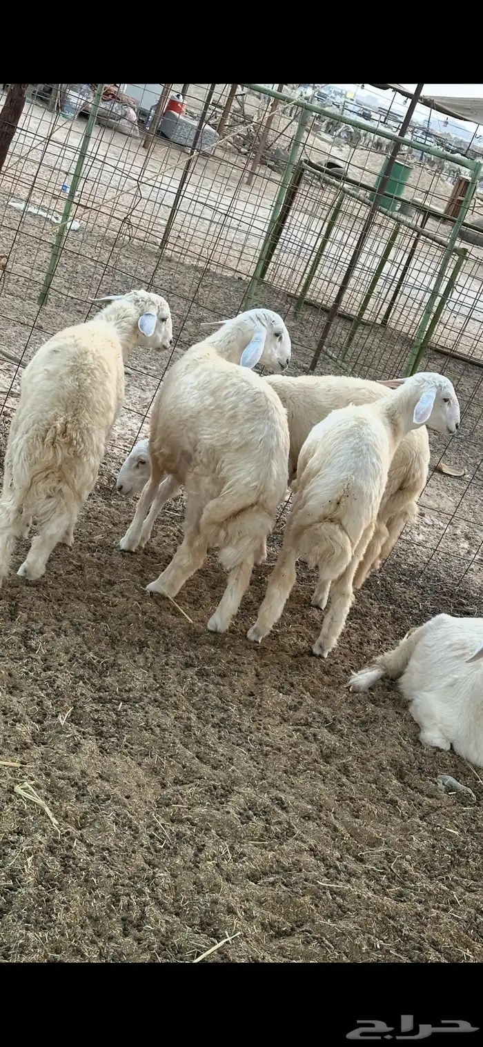 طليان حريه ذبايح 2