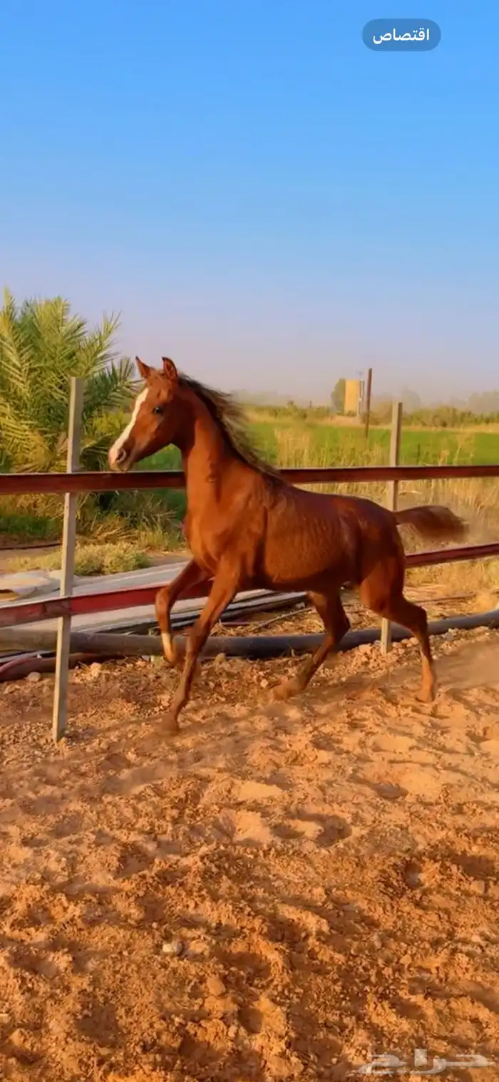 فرس شيخة معها مهره ولقاح 5