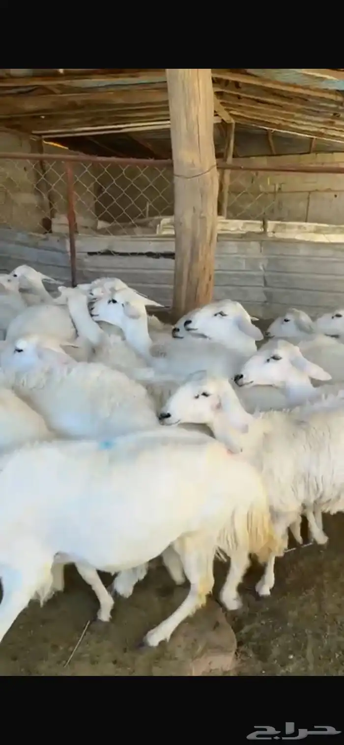 20 جذعات دفيع بفحلها 1