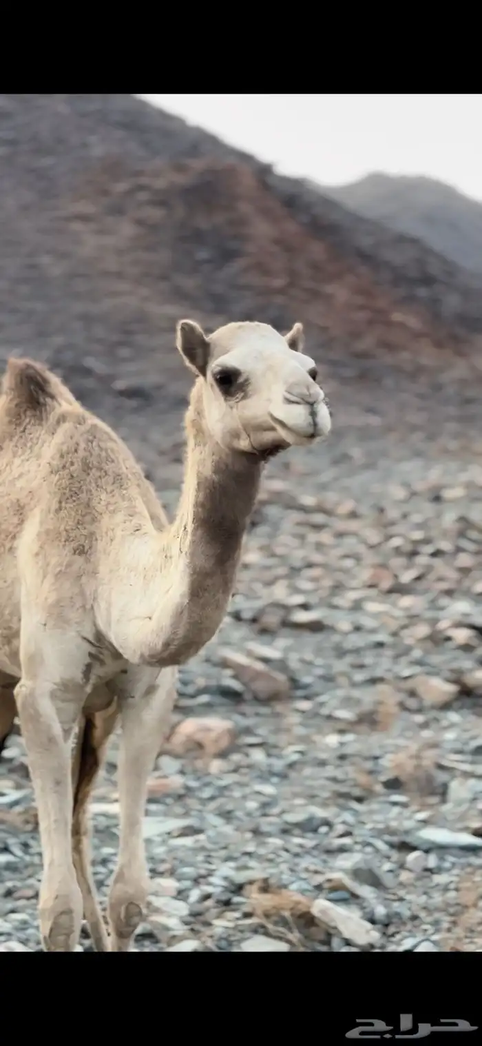 للبيع بكره لقيه 1