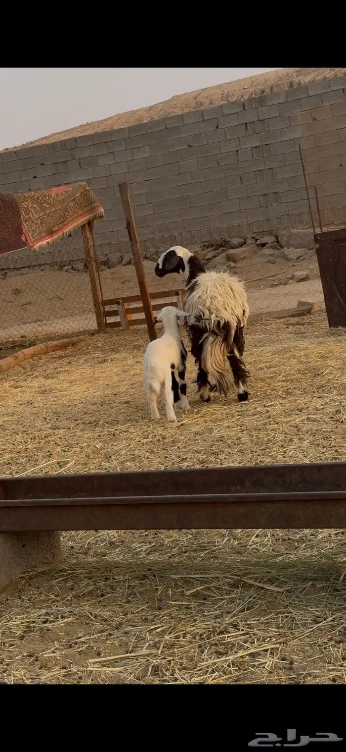 اعرض لكم رخل ثنيه تحتها طلي فاخره الرخل 2