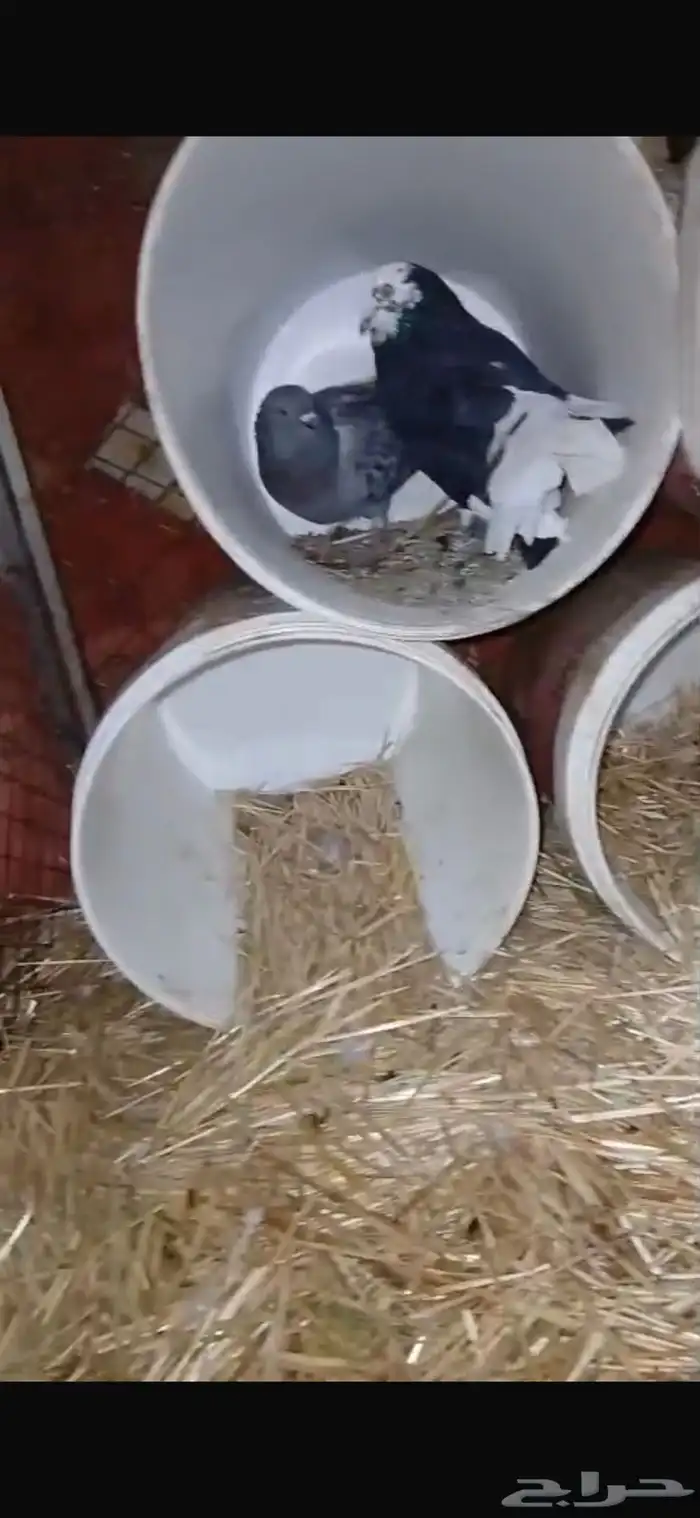 للبيع زوجين حمام منتج شرط تحت بيض ودجاجتين بياضات شرط 3