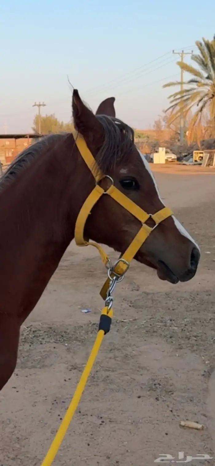 فرس شيخة معها مهره ولقاح 7