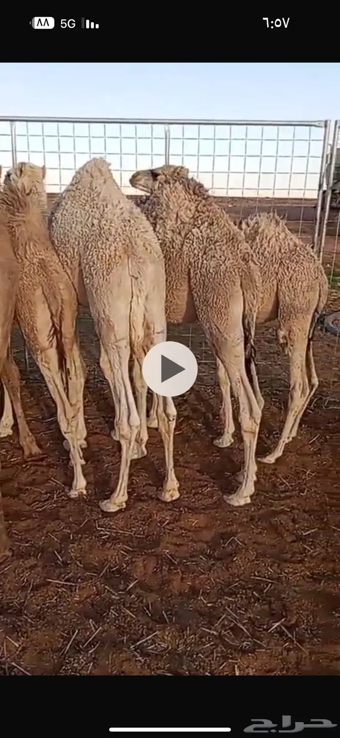 قعدان العدد 11 فيهن بكرتين 1