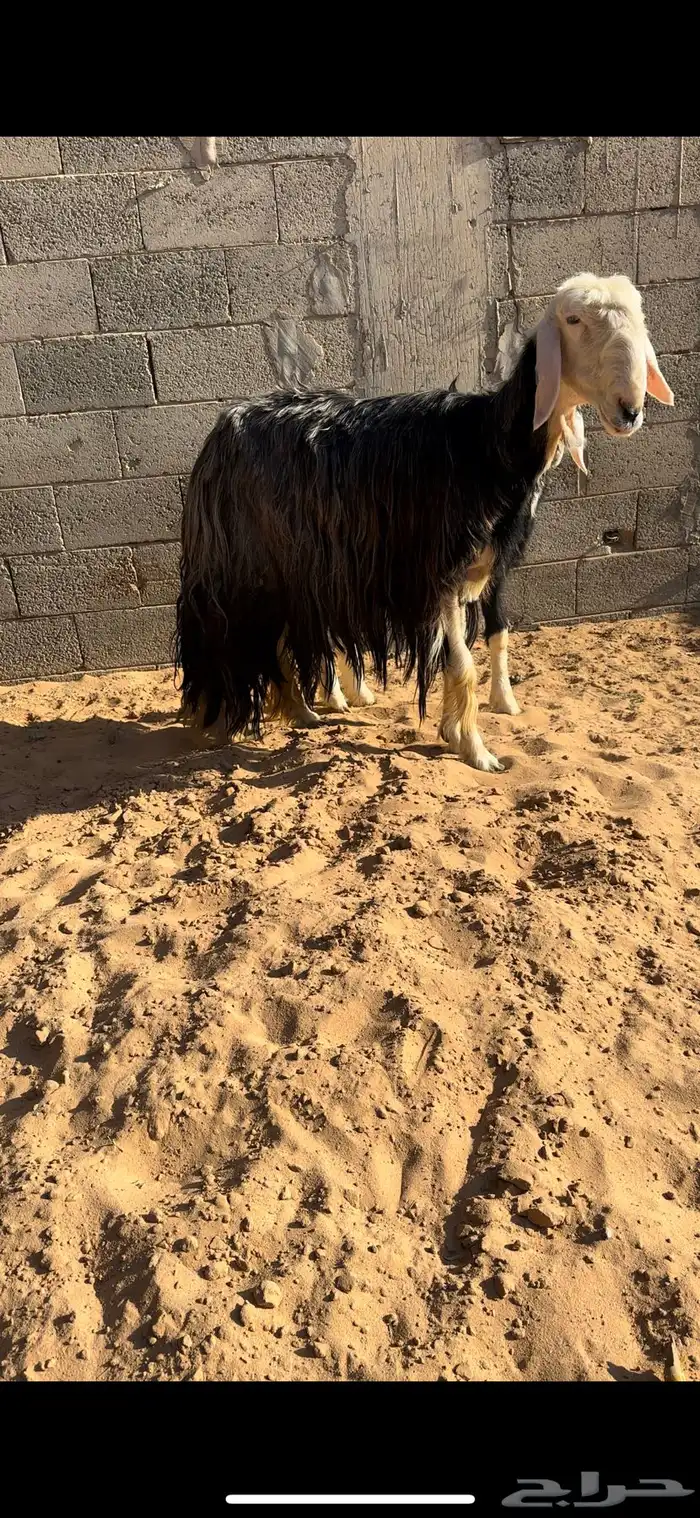 نجدية صنف والد (( تم البيييع)) 0