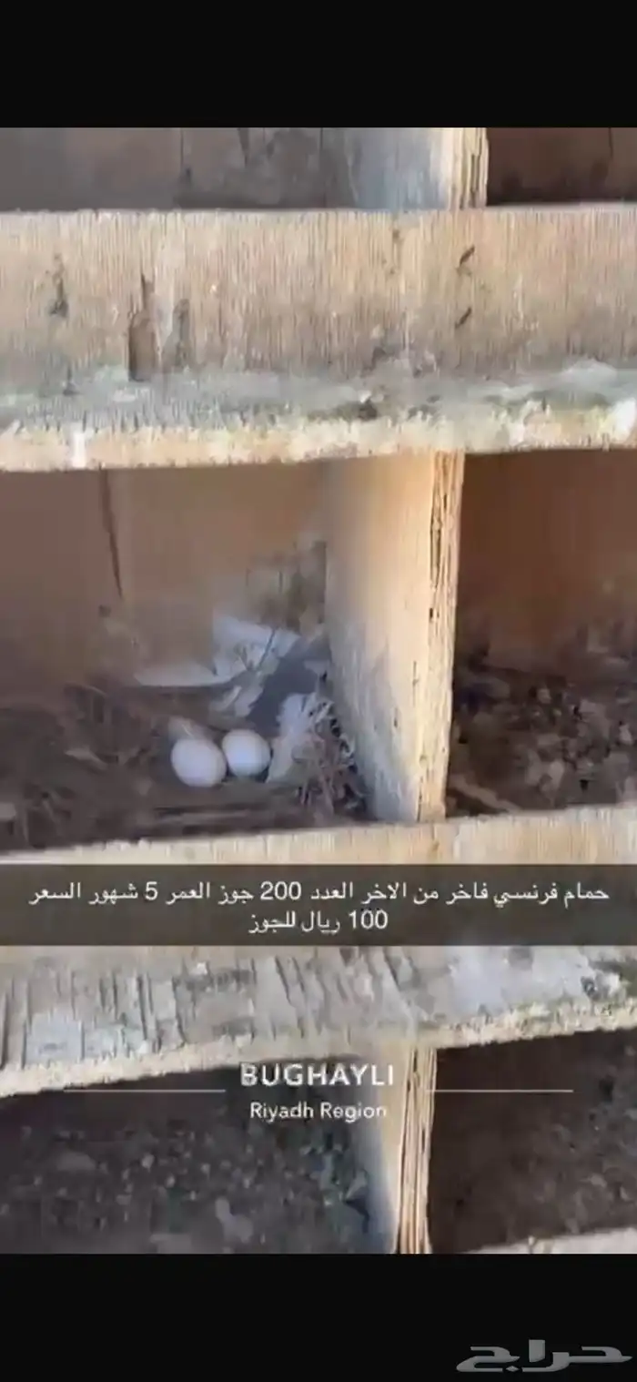 حمام فرنسي طبات بداية انتاج 5