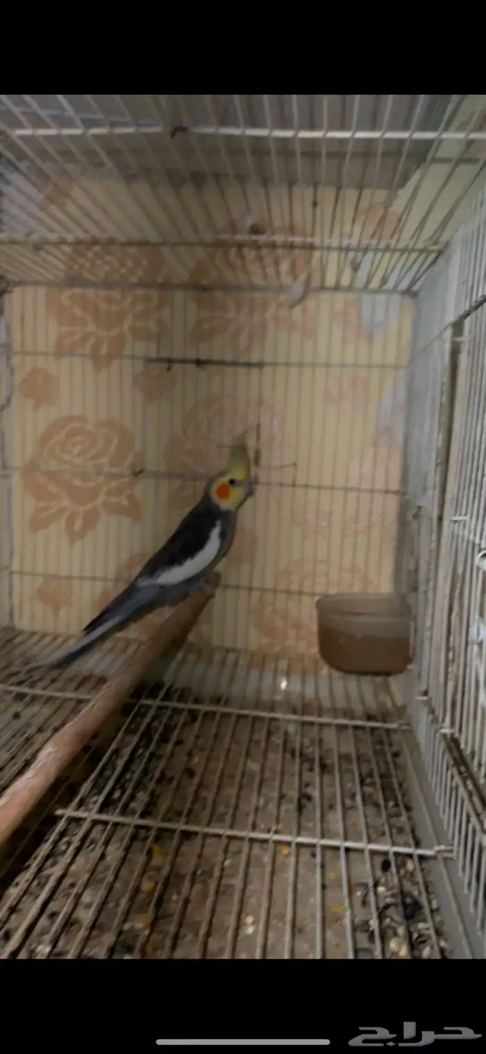 ذكور كيروان منتج شرط 2