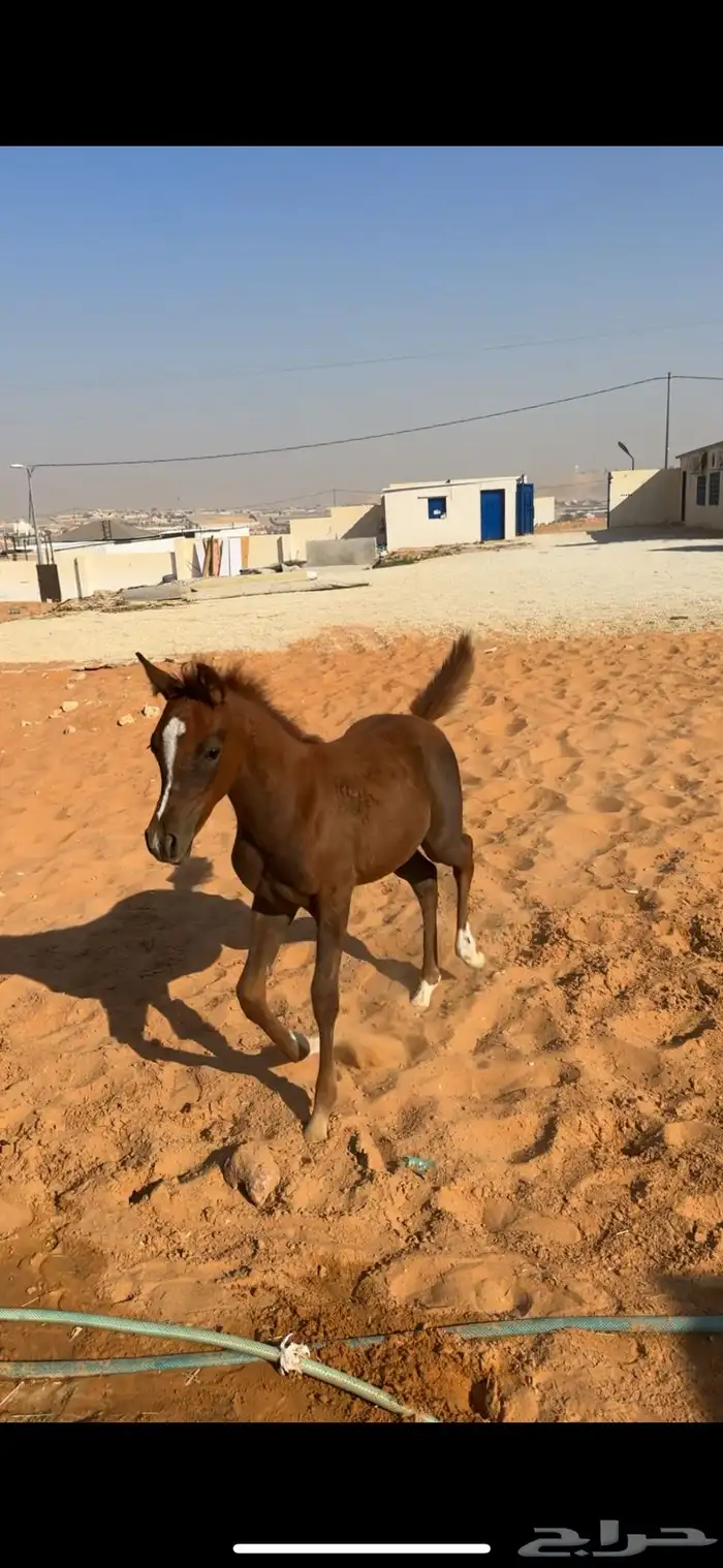 مهره تنافس الواهو ( شعبية ) 2