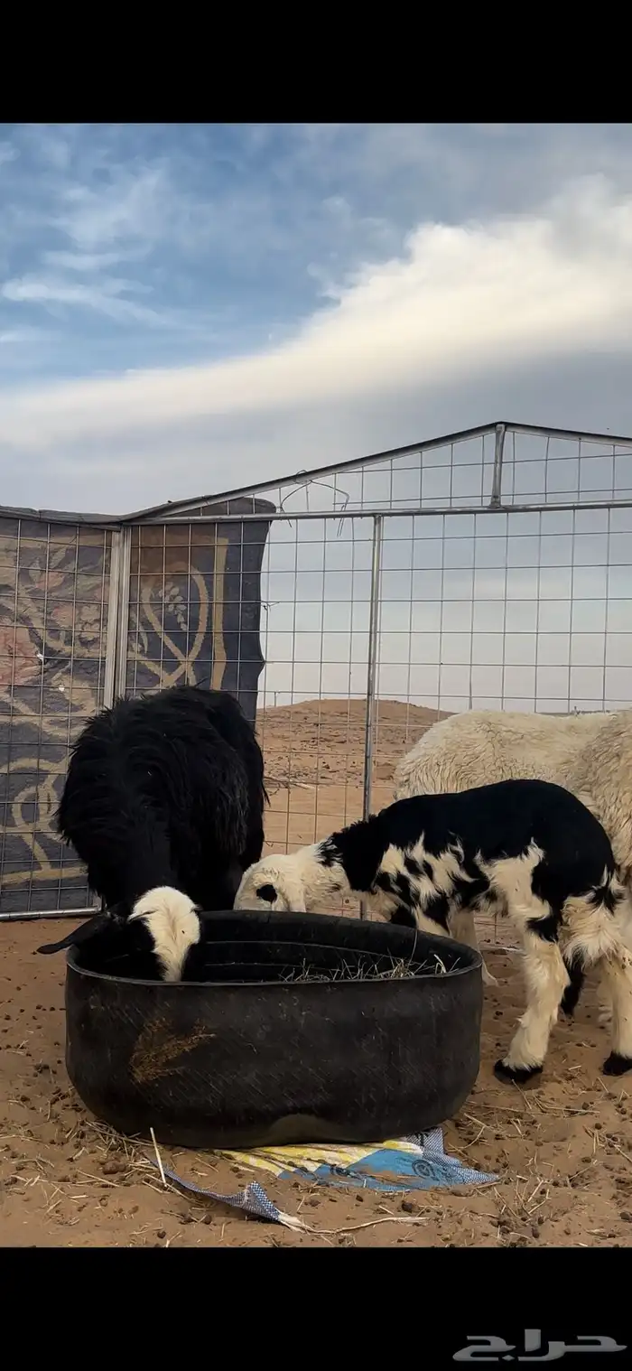 شاه نجديه والد صنف ونادره 2