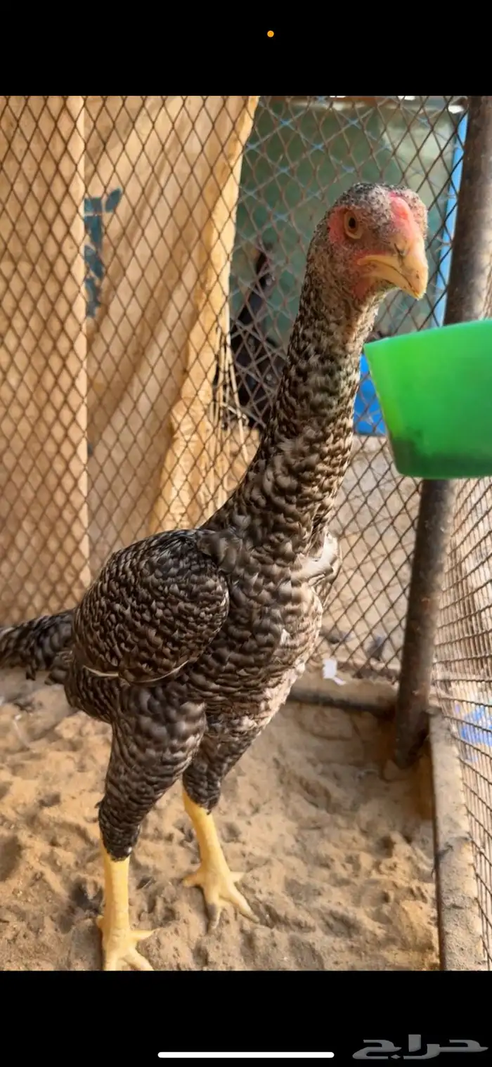 شامو الماني 0