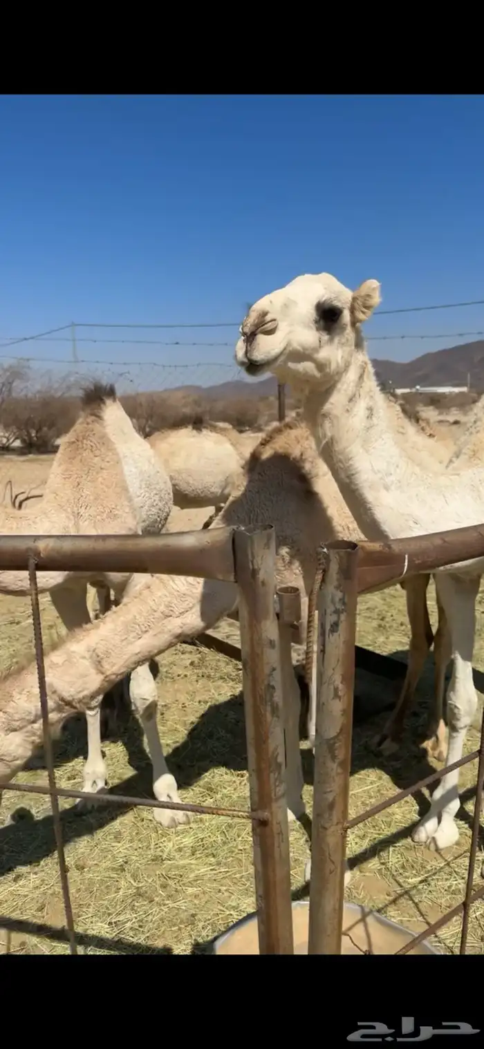 اربعه من الحشوان للبيع 0