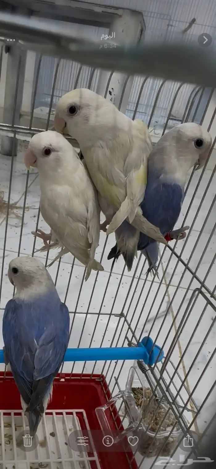 ذكور روز محللين DNA( تم البيع) 2