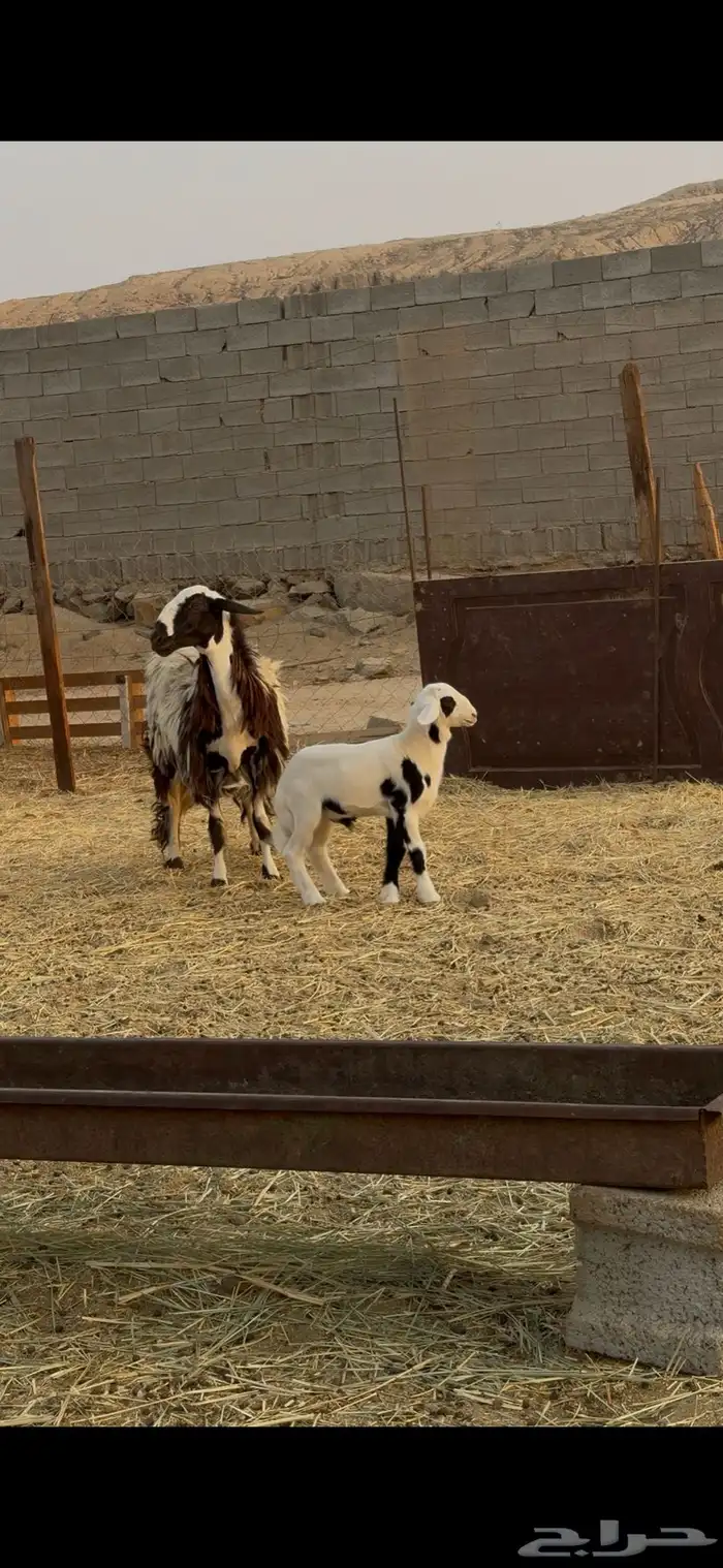 اعرض لكم رخل ثنيه تحتها طلي فاخره الرخل 1