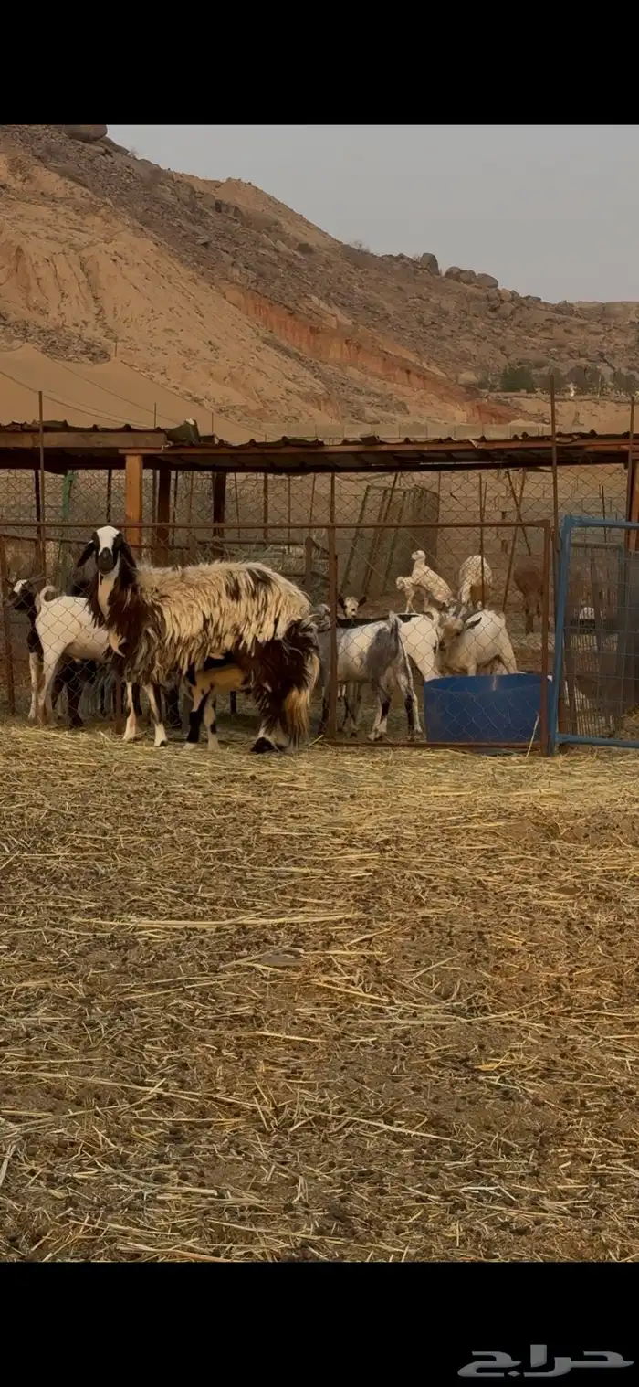 اعرض لكم رخل ثنيه تحتها طلي فاخره الرخل 3