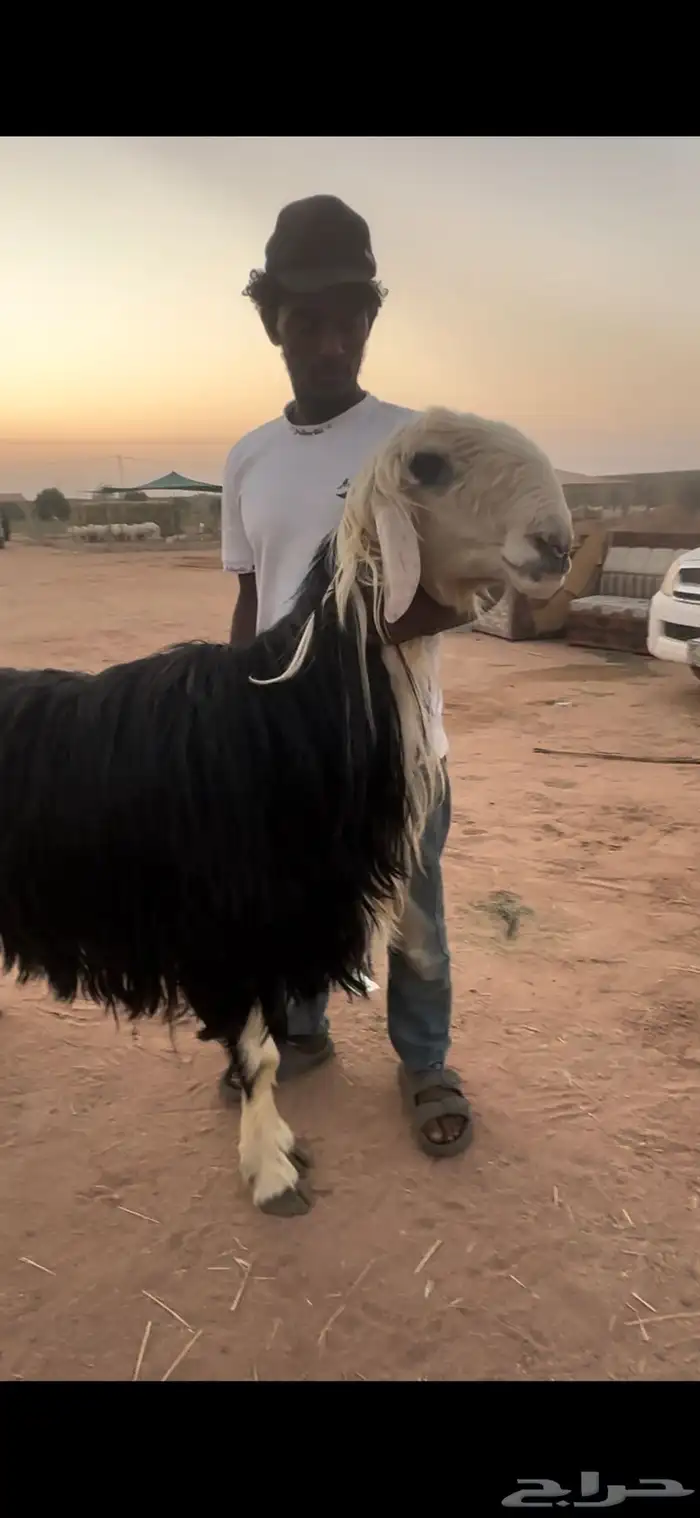 فحل نجدي مشروط 0