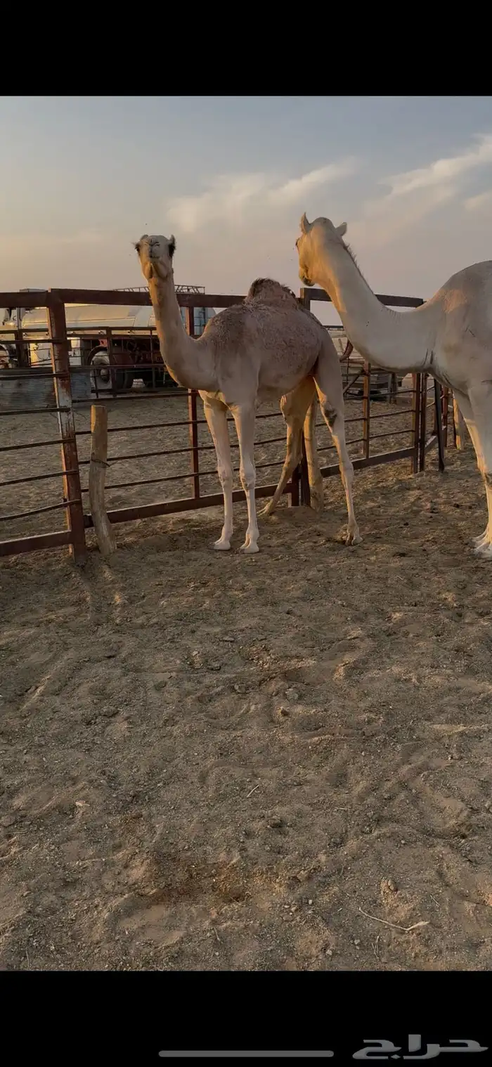 عشرا عمانيه 2