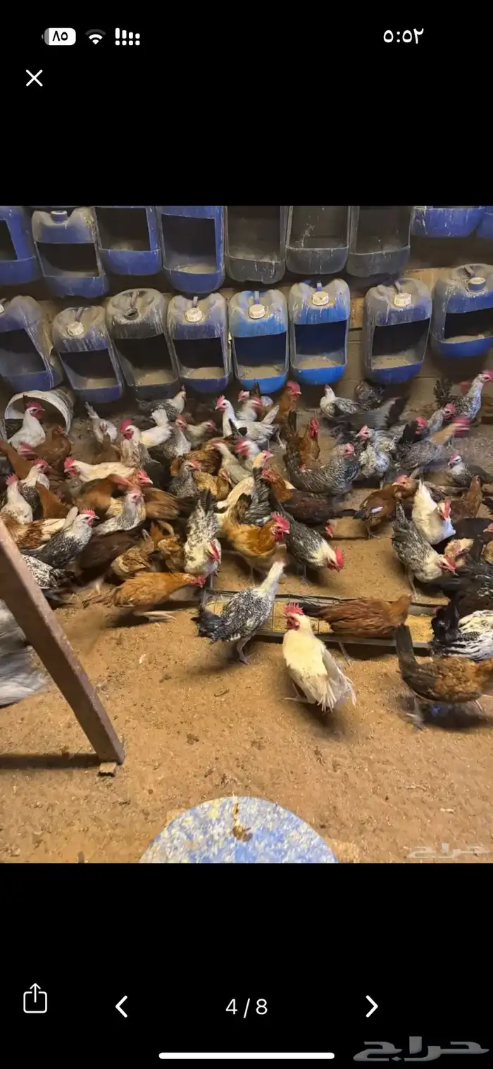 ديوك بلدي و فيومي 3