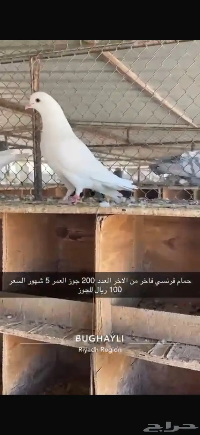 حمام فرنسي طبات بداية انتاج 1