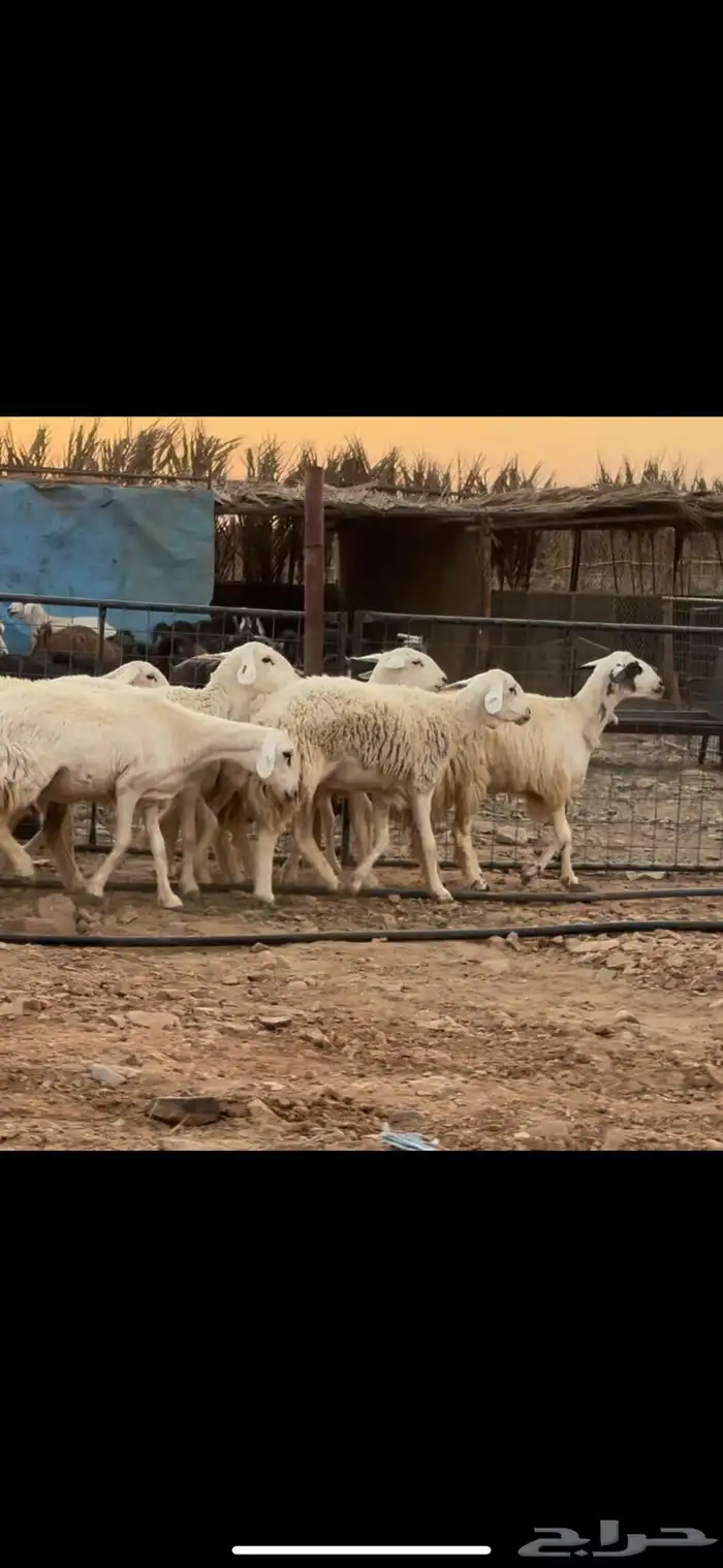 عرضين رخال. حريات ونجد 1